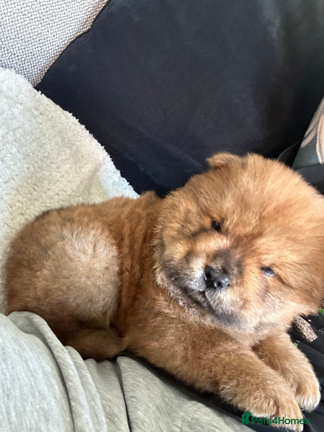 Chow Chow dogs for sale: 🐾 Chow Chow Puppies 2 Black 1 Red🐾 - Image 10