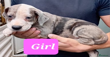 Mixed Breed dogs - Advert 5
