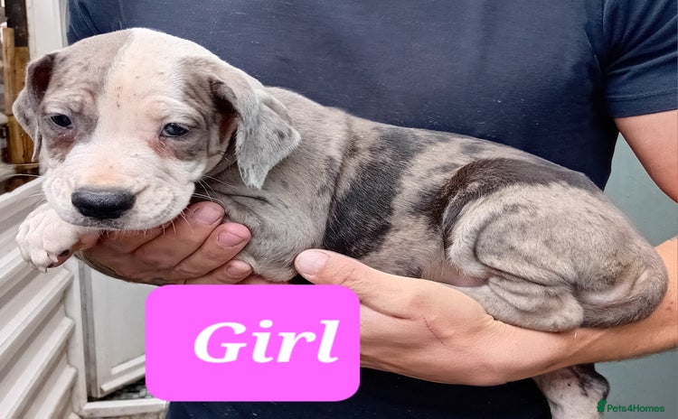 Mixed Breed dogs - Advert 1