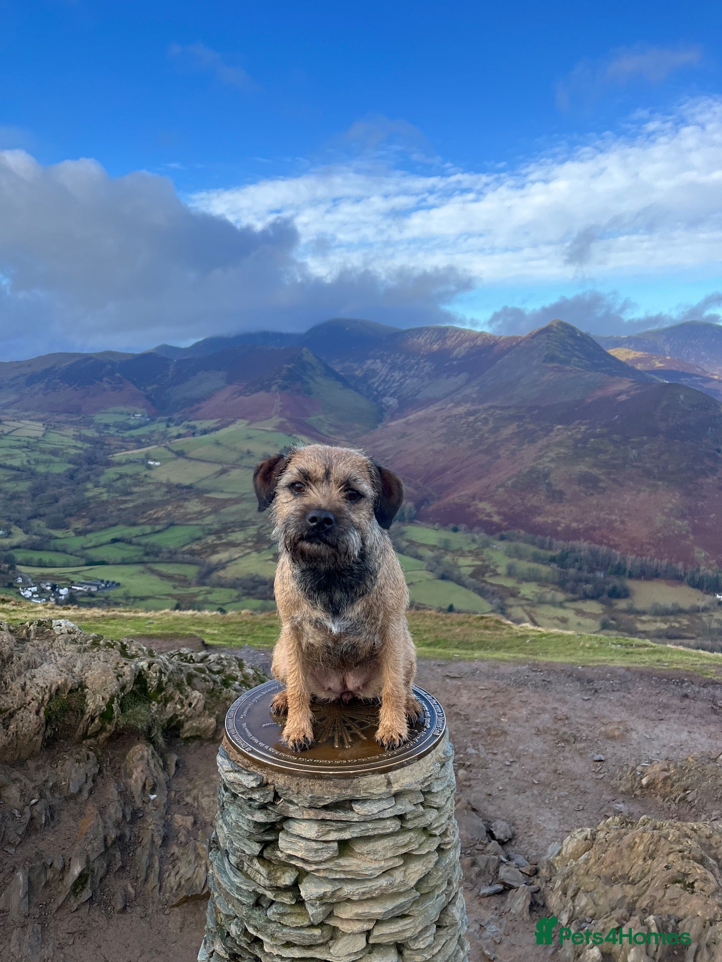 Border Terrier dogs  BORDER TERRIER PUPPIES FOR SALE ❤️🐾  - Advert 1