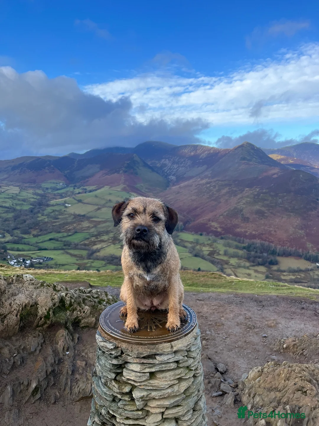 Border Terrier dogs for sale:  BORDER TERRIER PUPPIES FOR SALE ❤️🐾  - Advert 1