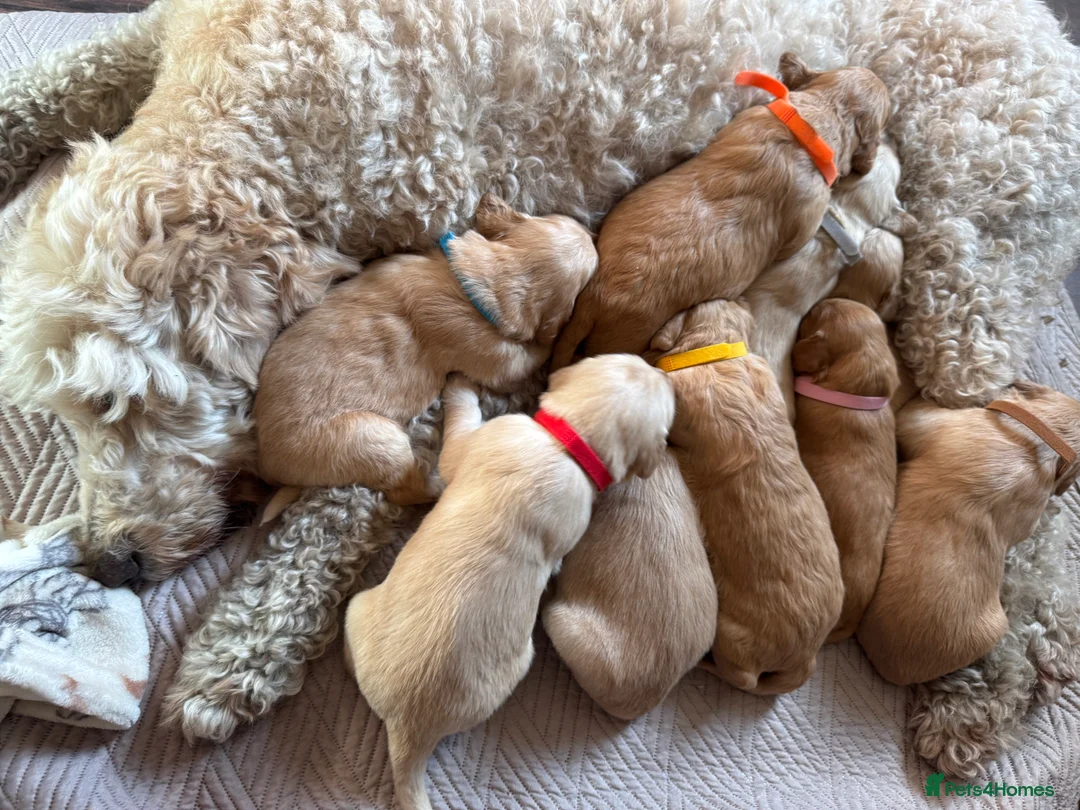 Goldendoodle dogs for sale: Expecptional goldendoodles - Advert 13