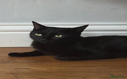 Mixed Breed cats for sale: 6 beautiful kittens - Image 5