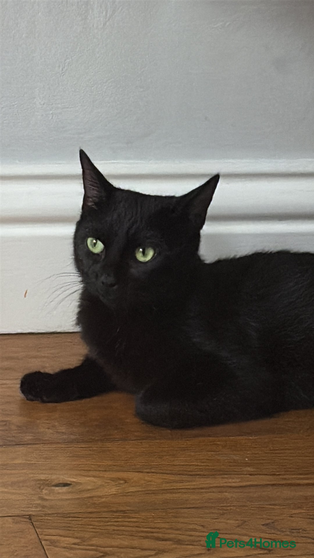 Mixed Breed cats for sale: 6 beautiful kittens - Image 5