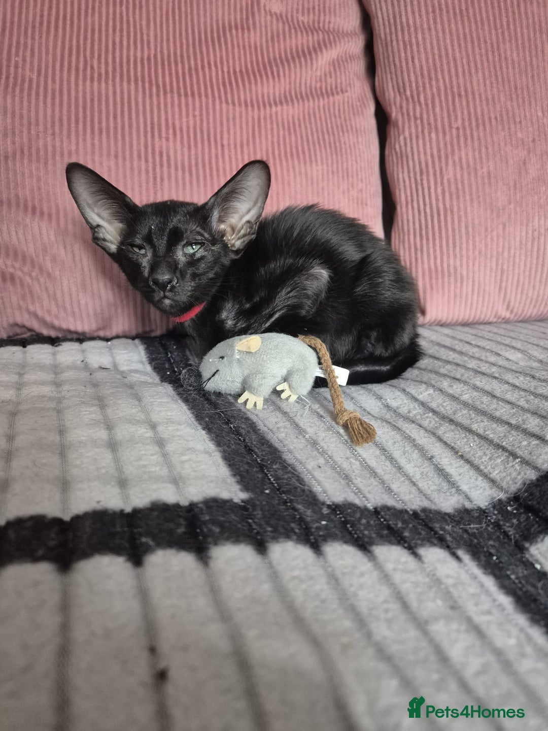 Oriental cats for sale: Three beautiful oriental kittens - Image 3