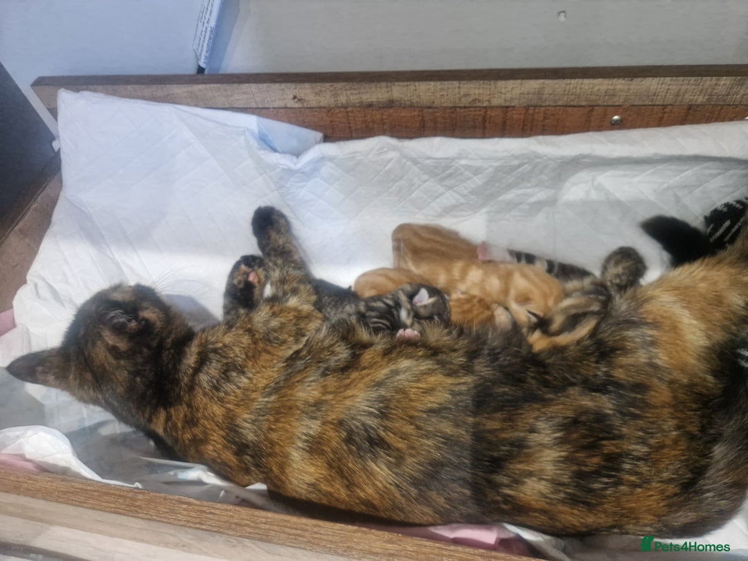 Mixed Breed cats for sale: 9 weeks old kittens  - Image 1