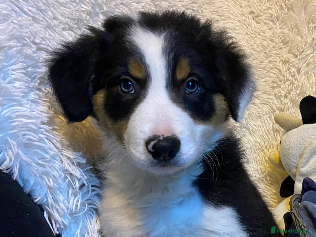 Border Collie dogs for sale: Border Collie Puppies | Health Tested Parents - Advert 9