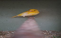 Canaries birds for sale: Canaries  - Image 6