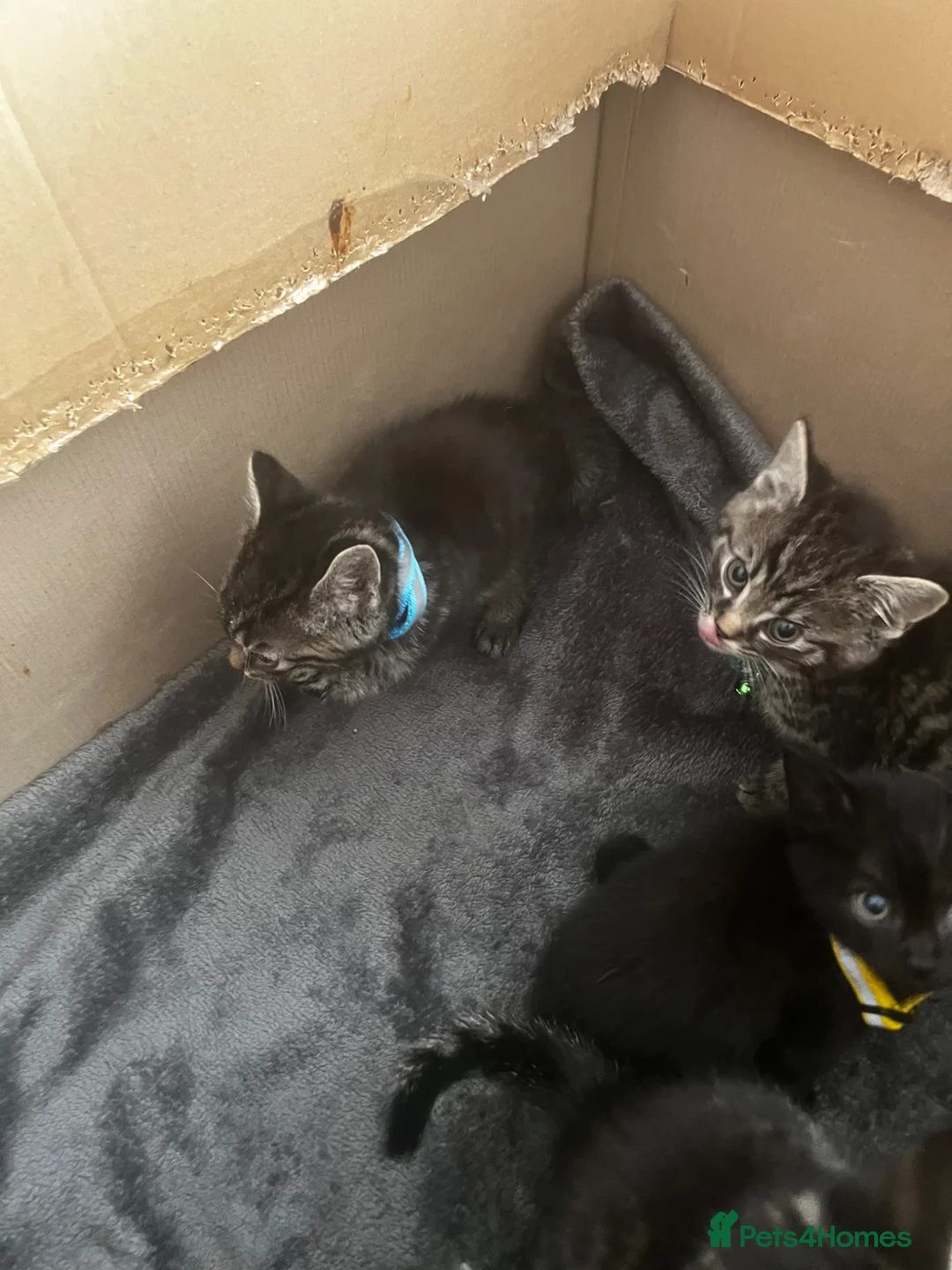 Mixed Breed cats for sale: Kittens - Advert 2