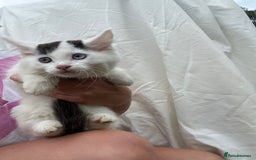 Ragdoll cats for sale: Ragdoll cross kittens  - Image 3