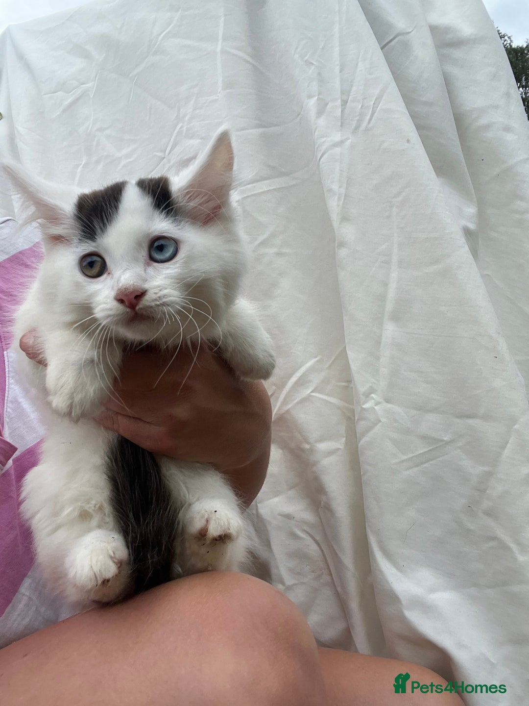 Ragdoll cats for sale: Ragdoll cross kittens  - Image 3
