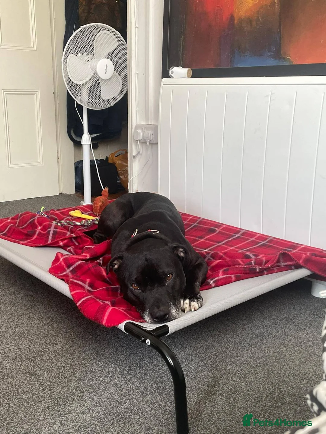 Mixed Breed dogs for adoption: 💙PO💙 5 yo boy- gentle, kind and loving soul in Worthing - Advert 6