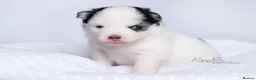 Pomsky dogs for sale: F4 Pomsky females from health tested parents - Advert 16
