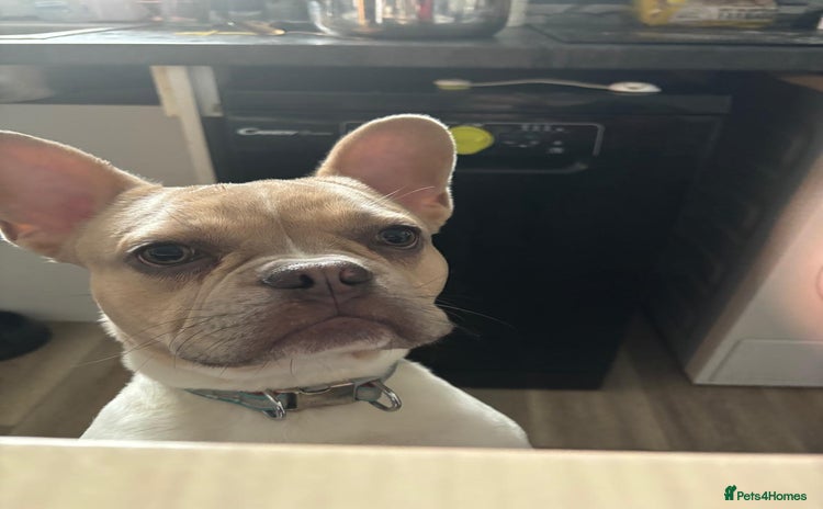 French Bulldog dogs - Advert 1