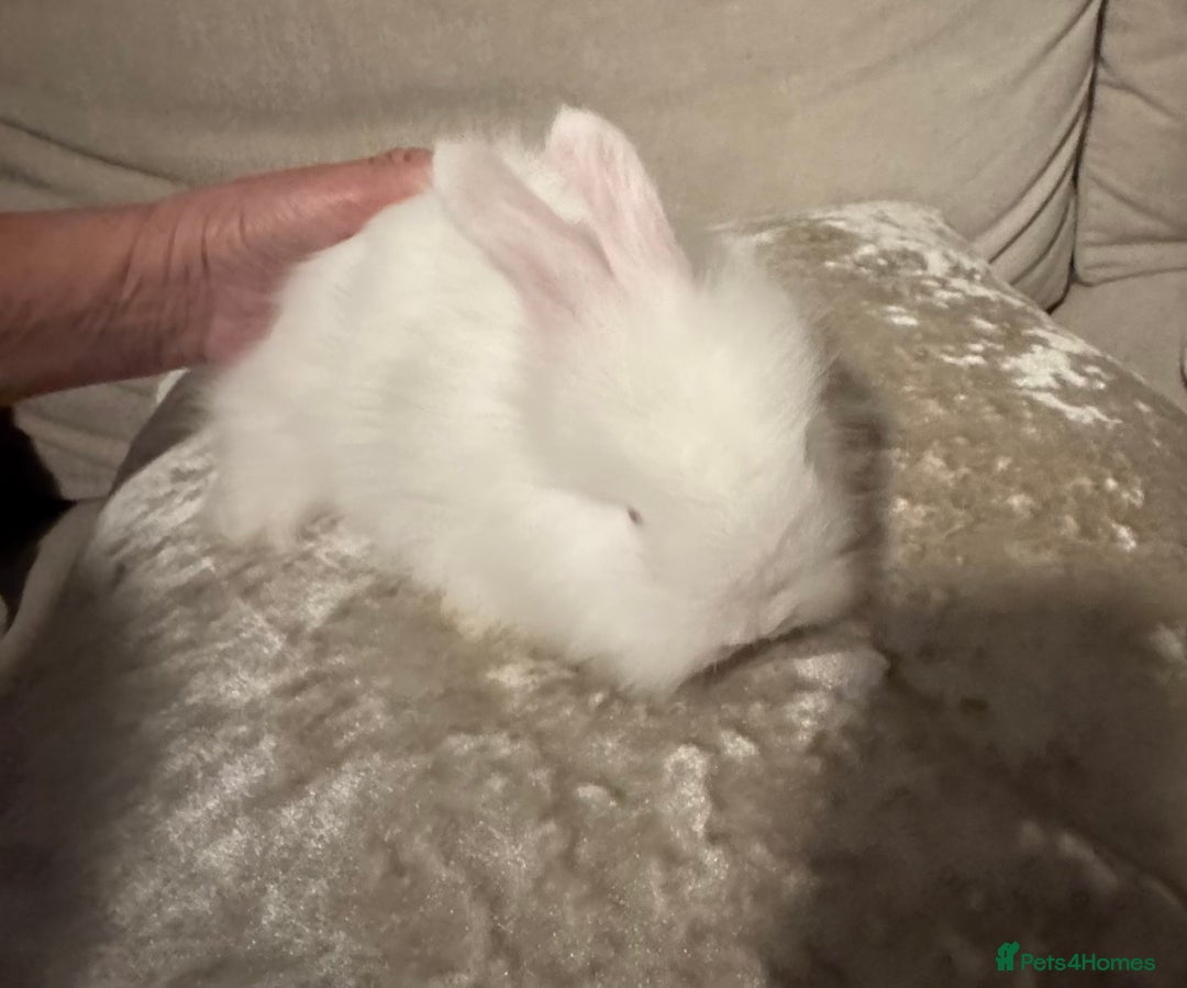 Angora rabbits for sale: 2 angora does for sale to loving home  - Image 5