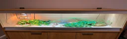 Corn Snake reptiles for sale:  Sunglow cornsnake with full setup and accessories in Colchester - Advert 4