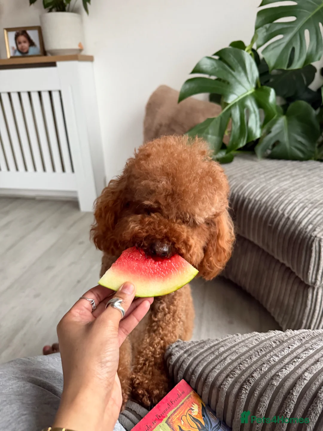 Toy Poodle dogs for sale: Toy poodle  in Basildon - Advert 2