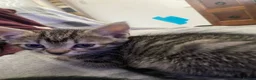 Mixed Breed cats for sale: 5 beautiful kittens - Advert 12