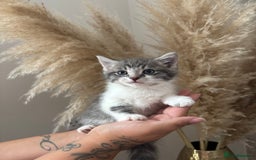 British Longhair cats for sale: Baby kittens  - Image 1