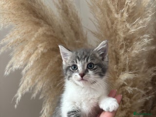 British Longhair cats - Advert 26