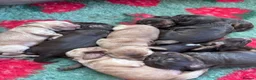 Cocker Spaniel dogs for sale: Cocker spaniel puppies in Dronfield - Advert 7