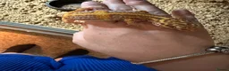 Gecko reptiles for sale: Jungle bell albino gecko in Braintree - Advert 3