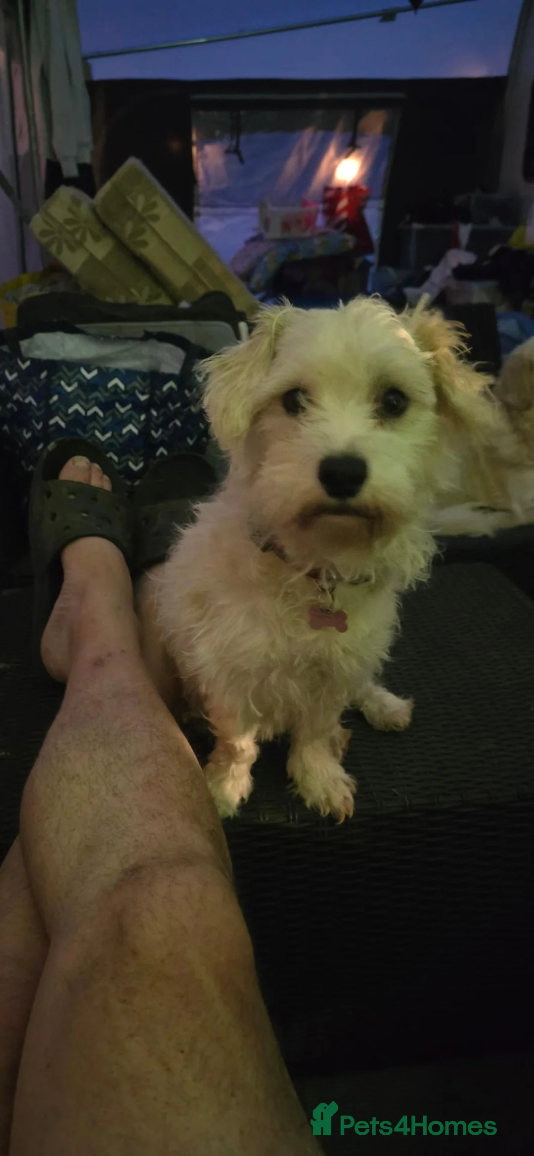 Mixed Breed dogs for sale: Dora needs a new home in Paignton - Advert 2