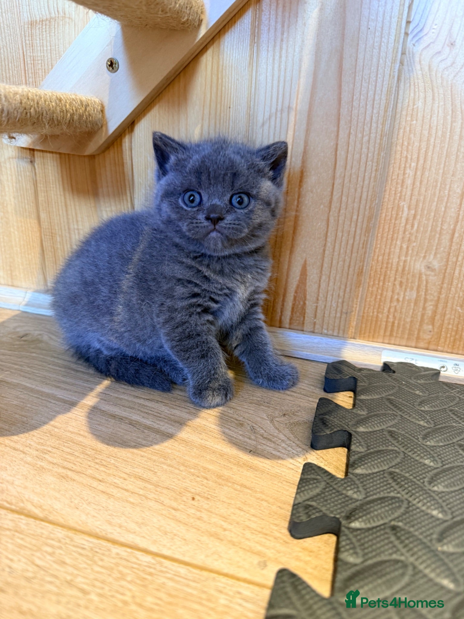 British Shorthair cats 3 British shorthair kittens - Advert 2