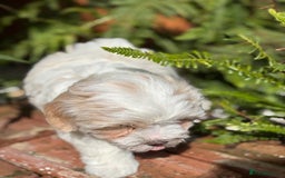 Havanese dogs for sale: 3 Beautiful Havanese Pedigree Puppies - Image 3