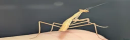 Praying Mantis invertebrates for sale: Egyptian pygmy mantis  - Advert 4