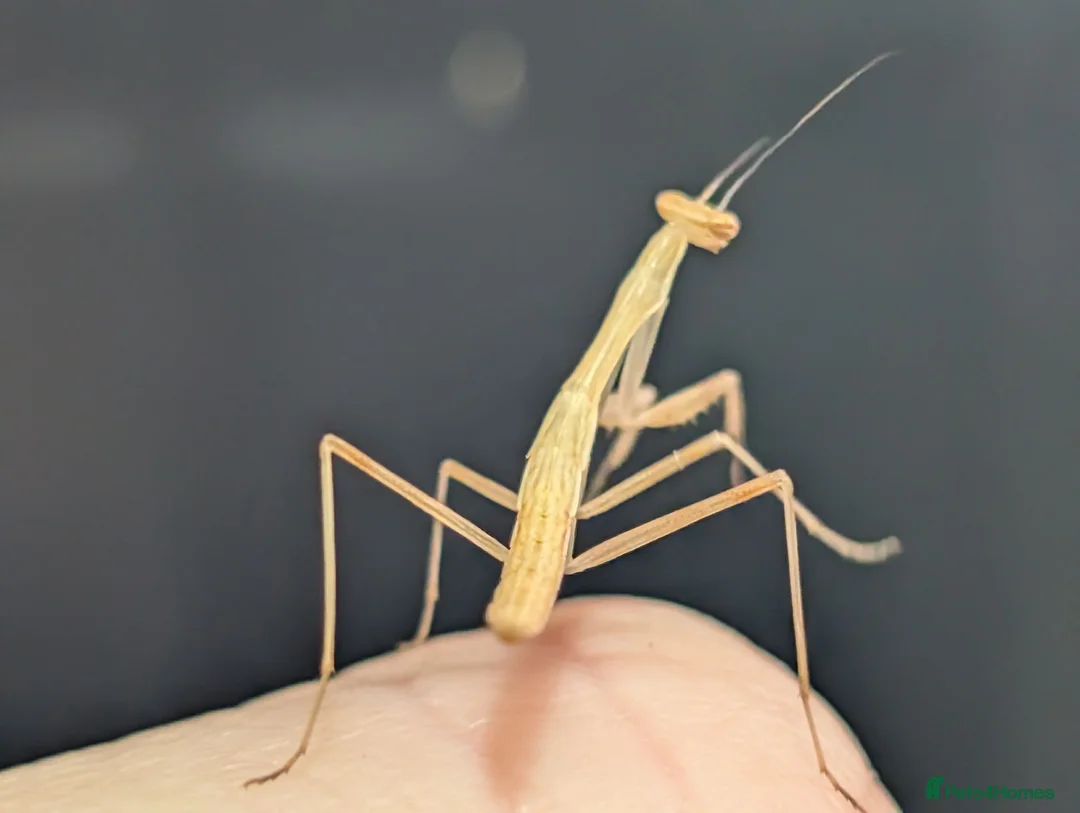 Praying Mantis invertebrates for sale: Egyptian pygmy mantis  - Advert 4