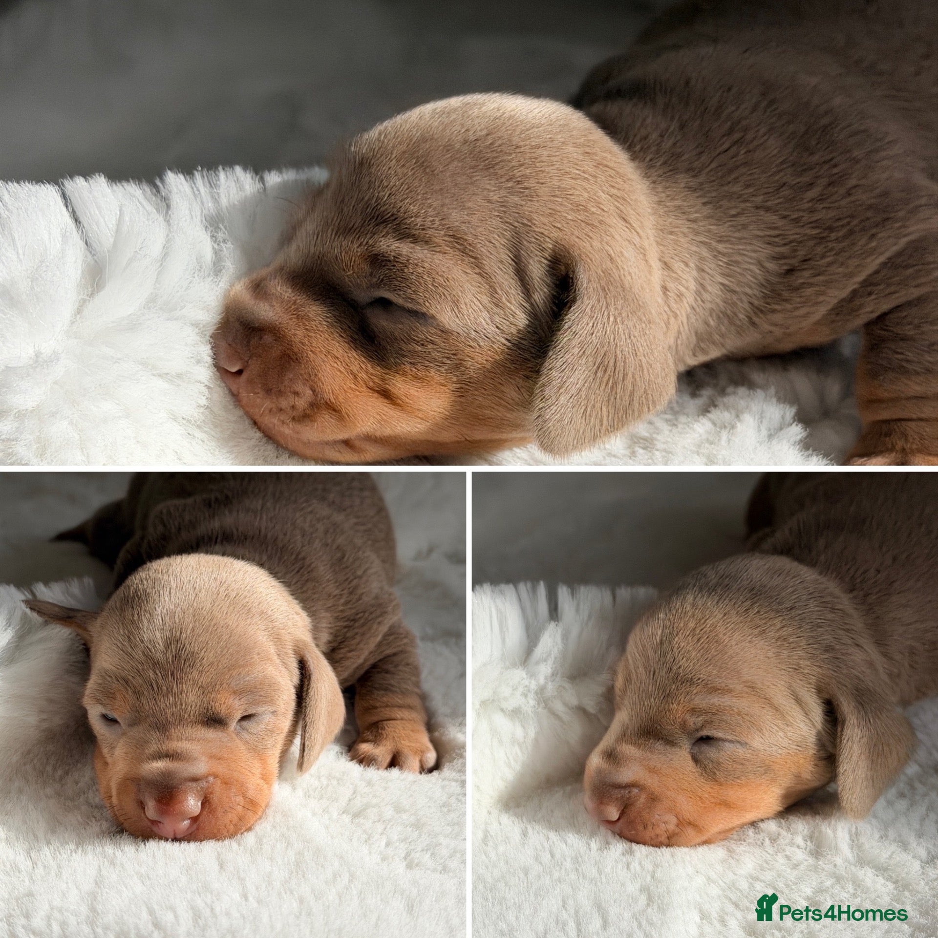 Miniature Dachshund dogs KC Isabella Dapple Smooth Miniature Dachshund - Advert 1