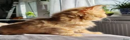 Domestic Shorthair cats for sale: Lovely kittens short and longhair  - Advert 12