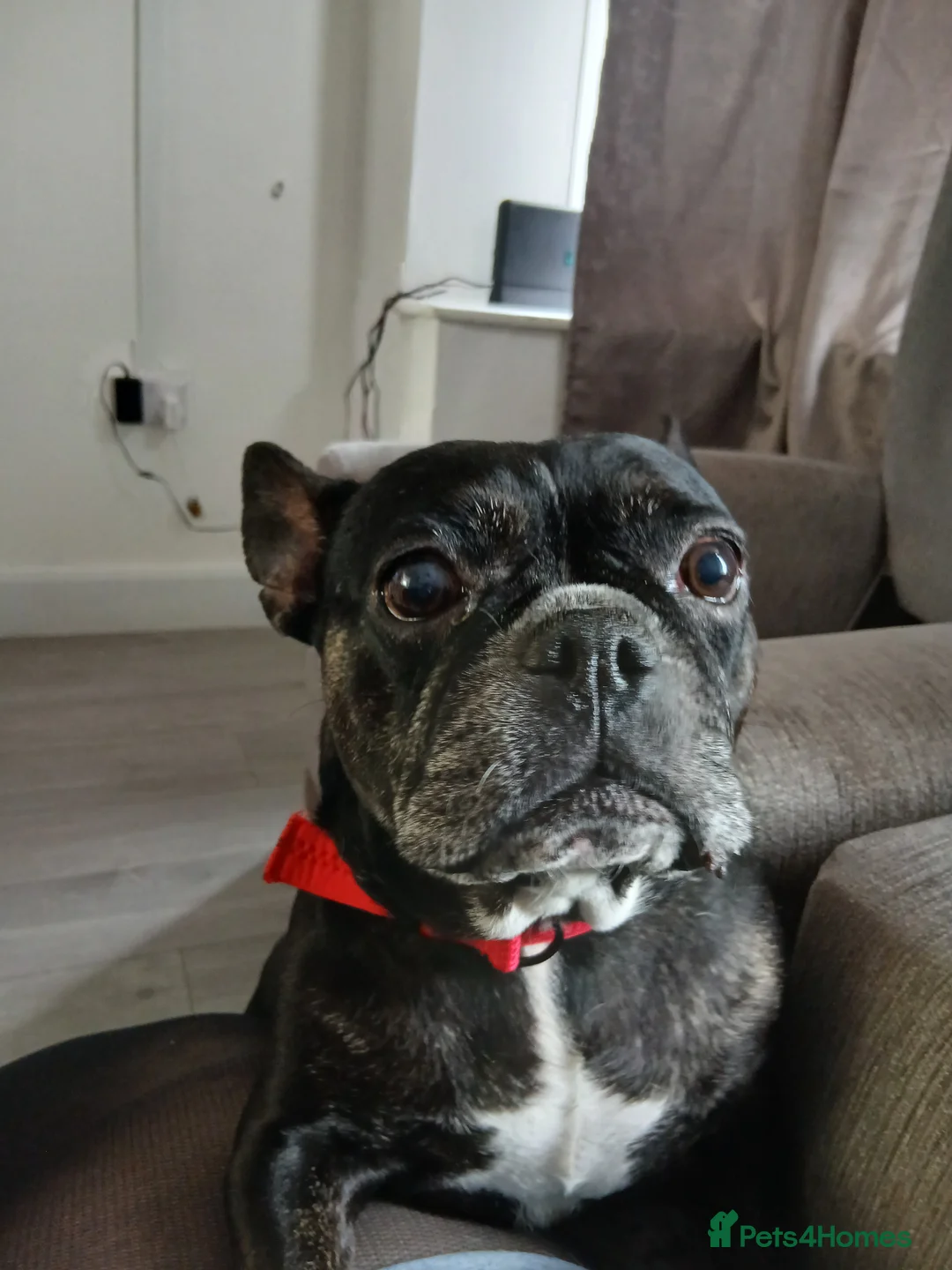 French Bulldog dogs for sale: 7 year old french bulldog female  in Swansea - Advert 4