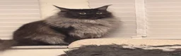Maine Coon cats for sale: XXL RUSSIAN MAINE COON KITTENS - Advert 4