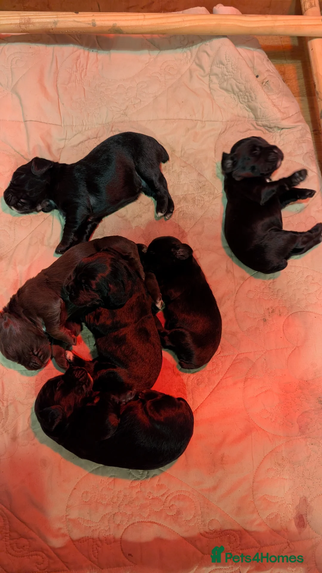Cocker Spaniel dogs for sale: Working cocker spaniel puppies  in Market Harborough - Advert 2