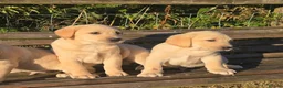 Labrador Retriever dogs for sale: Chunky Labrador Puppies - Advert 5