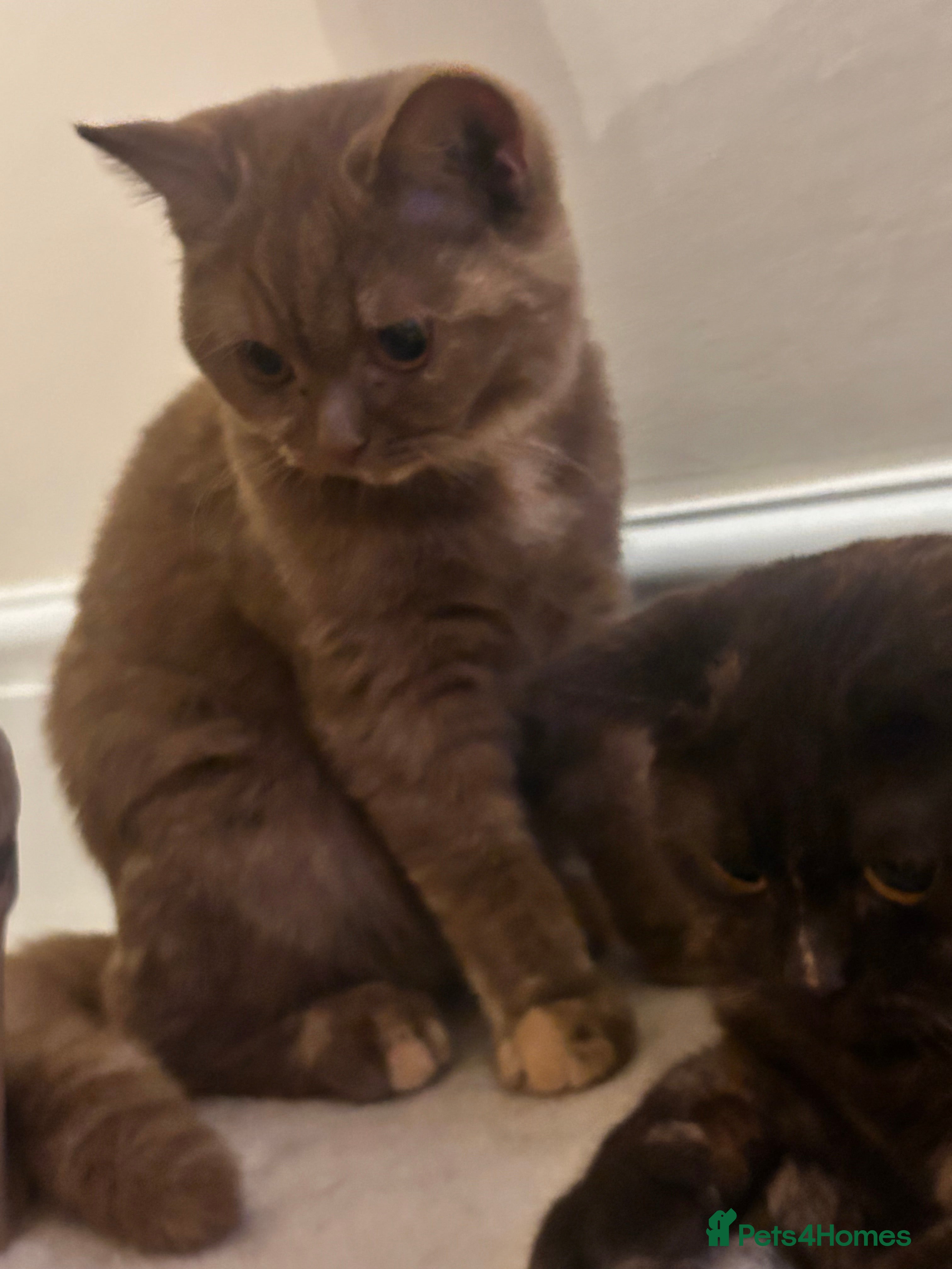 British Shorthair cats Cinnamon Tortie BSH  - Advert 12