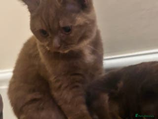 British Shorthair cats Cinnamon Tortie BSH - Advert 12