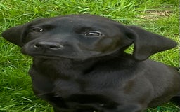 Labrador Retriever dogs for sale: Beautiful lab female puppy  - Image 9