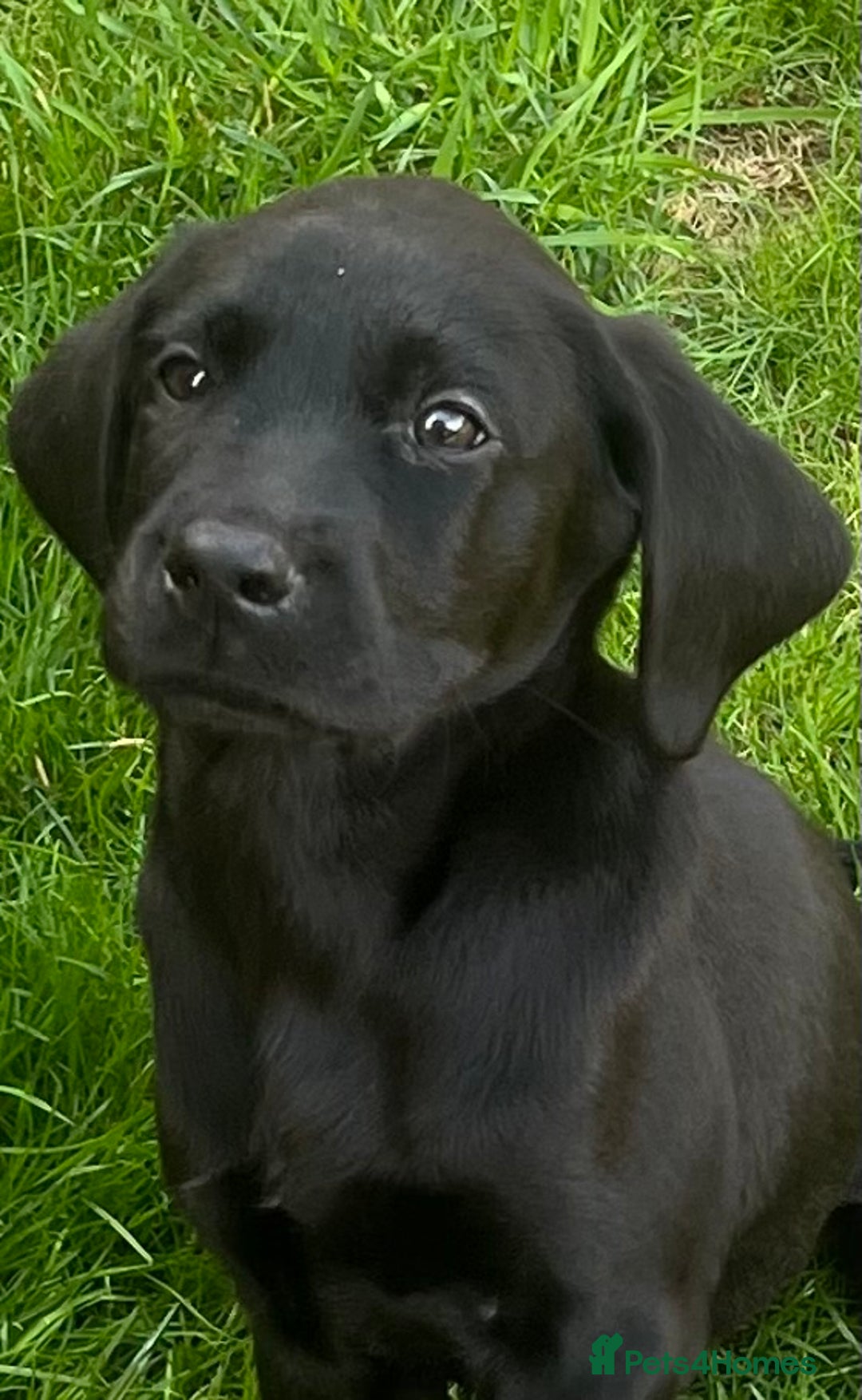 Labrador Retriever dogs for sale: Beautiful lab female puppy  - Image 9