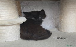 Maine Coon cats for sale: Maine Coon Kittens Polydactyl Russian line - Image 8