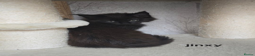 Black girl "Jinxy"