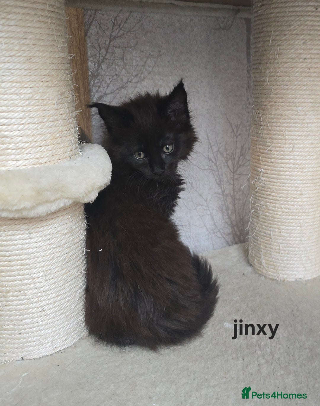 Maine Coon cats for sale: Maine Coon Kittens Polydactyl Russian line - Image 8