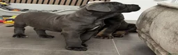 Cane Corso dogs for sale: Noble Guardians With Hearts Made for Home in Leicester - Advert 6