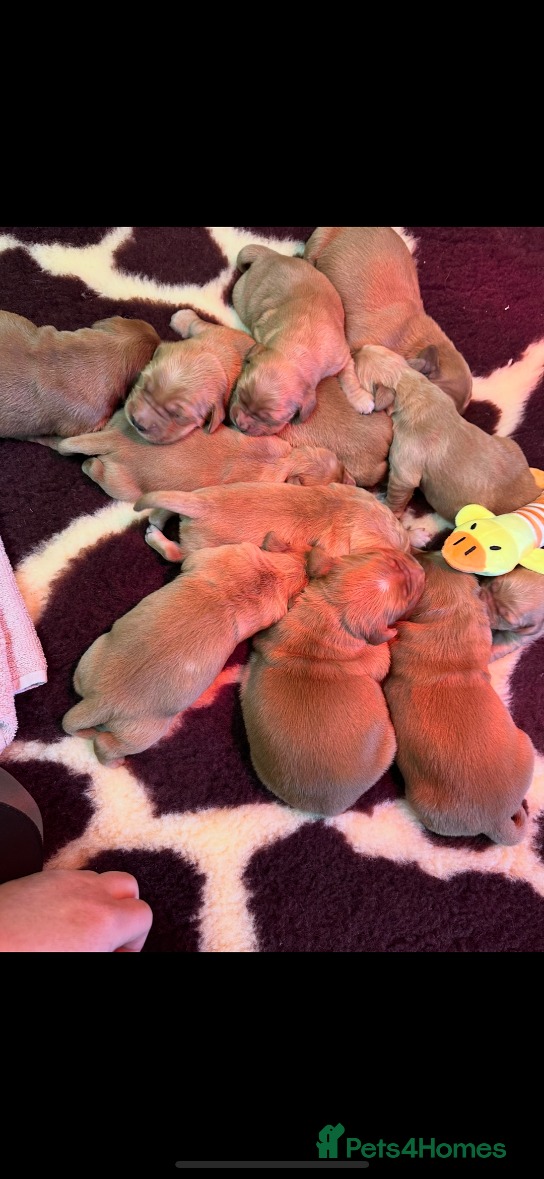 Golden Retriever dogs for sale: Fully health tested kennel club registered puppies - Image 4