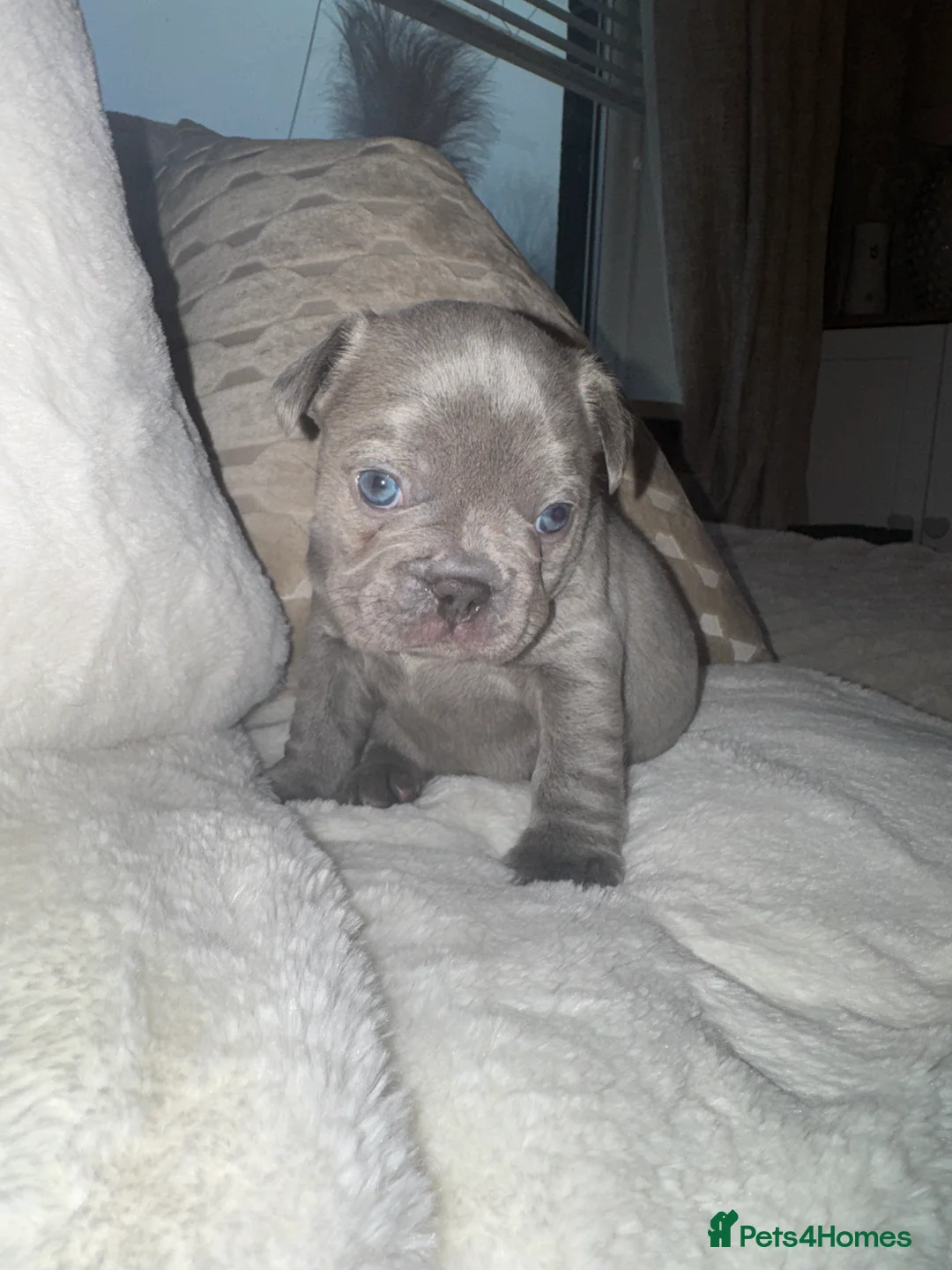 French Bulldog dogs for sale: 3 beautiful frenchie puppy’s - Advert 2