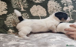 Jack Russell dogs for sale: KC Reg Jack Russell Pups,Parents DNA health tested - Image 20