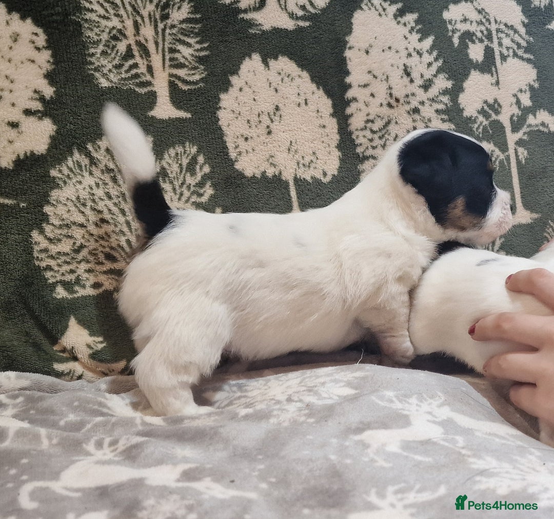 Jack Russell dogs for sale: KC Reg Jack Russell Pups,Parents DNA health tested - Image 20