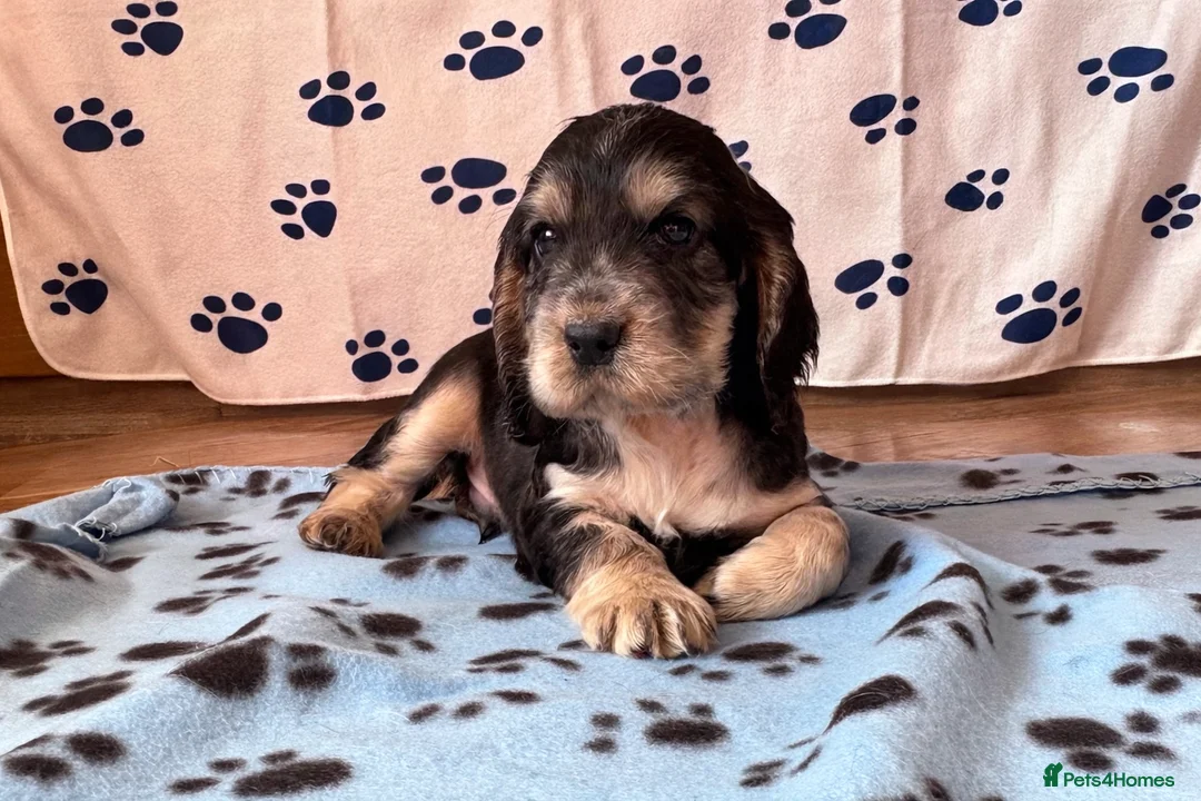 Cocker Spaniel dogs for sale: Last cocker spaniel puppy boy for sale  in Lincoln - Advert 5